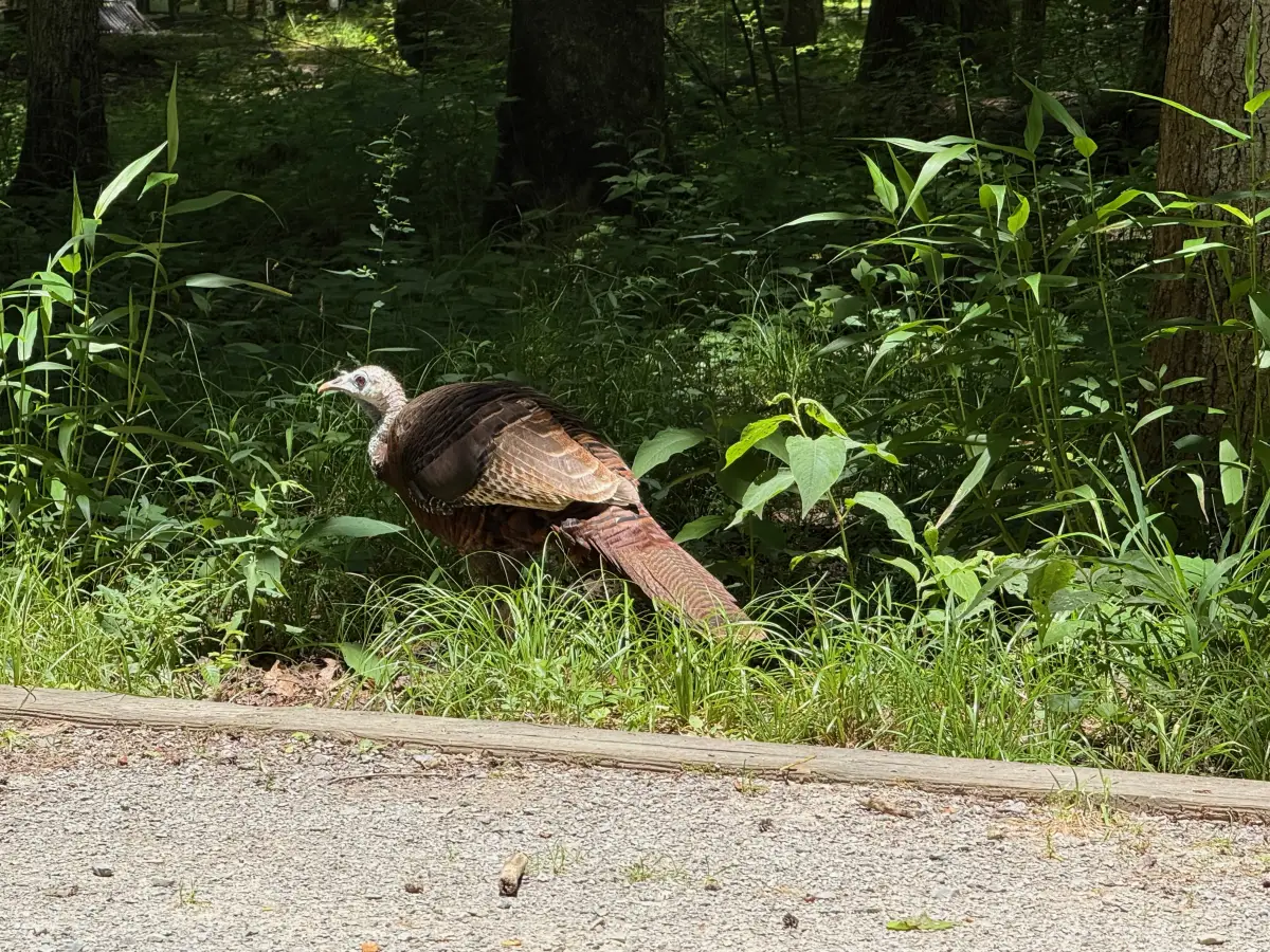 A wild turkey standing in tall grass along the edge of a gravel campsite road at Elkmont Campground